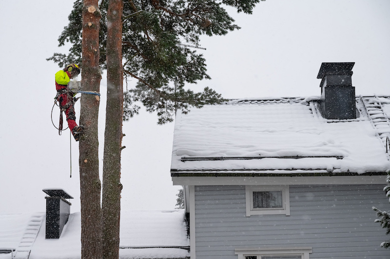 Meneillään puunkaato talvella Vantaalla